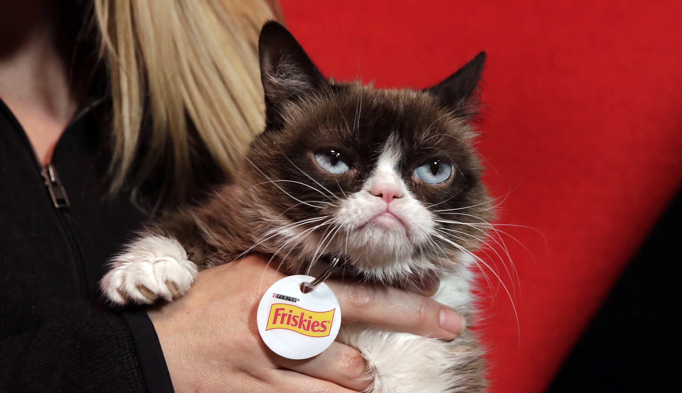 Internet sensation Grumpy Cat dies at 7 years old