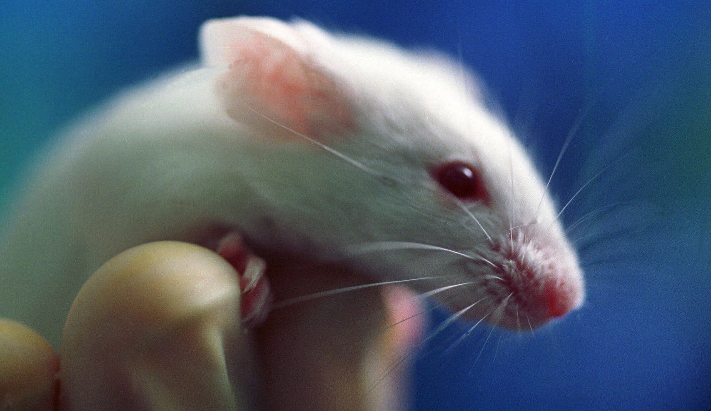 Rutgers University euthanized 23,000 mice during pandemic