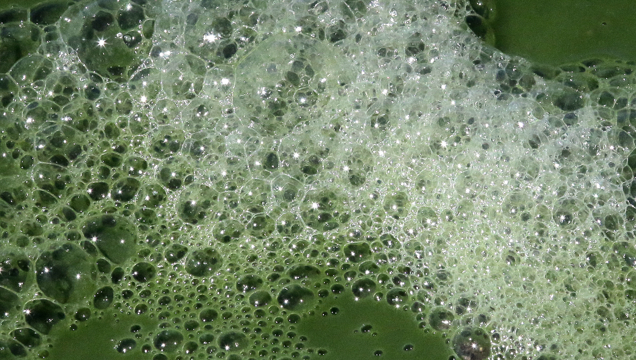 Mississippi beaches close as toxic algae spreads