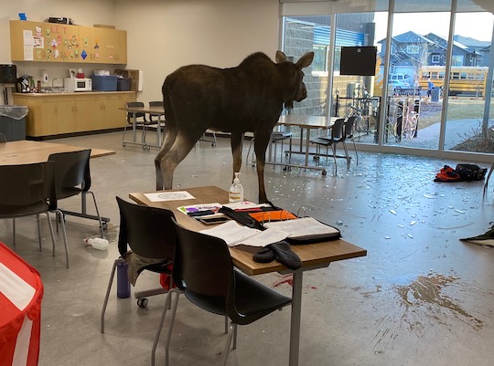 Moose crashes through window of Canadian elementary school